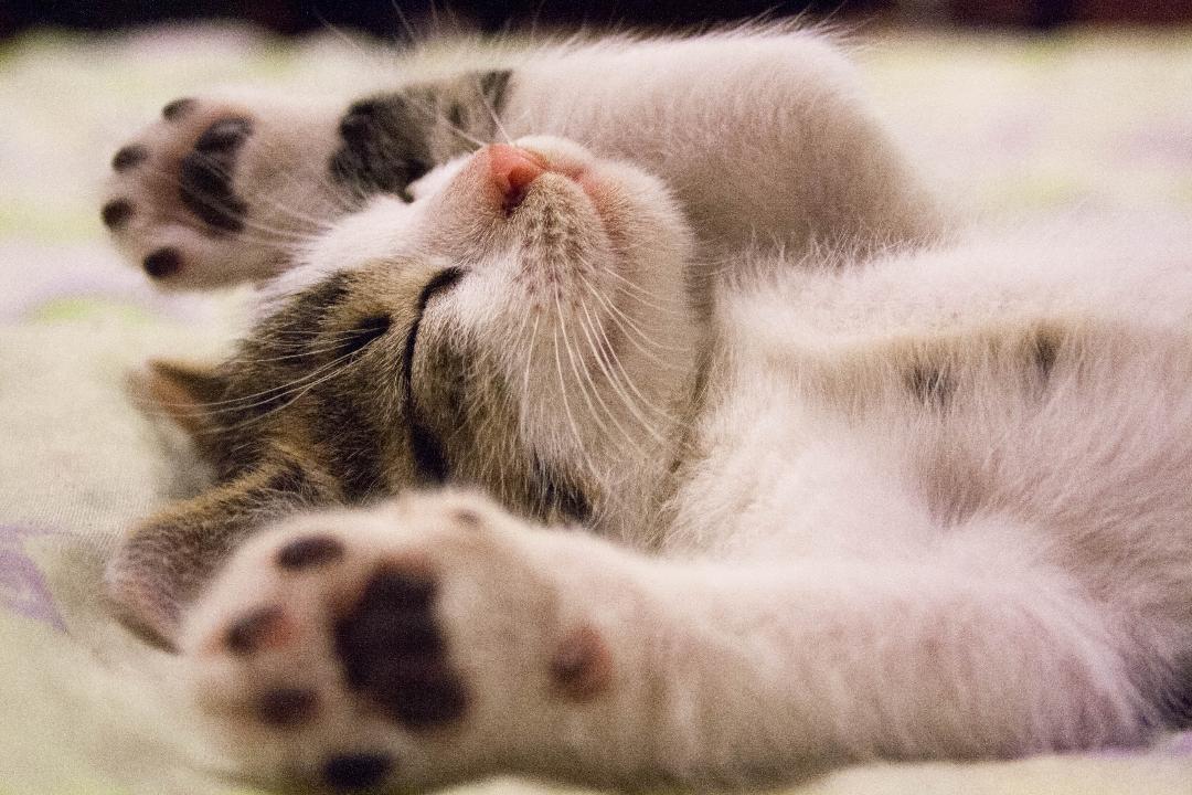 Kitten Wellness