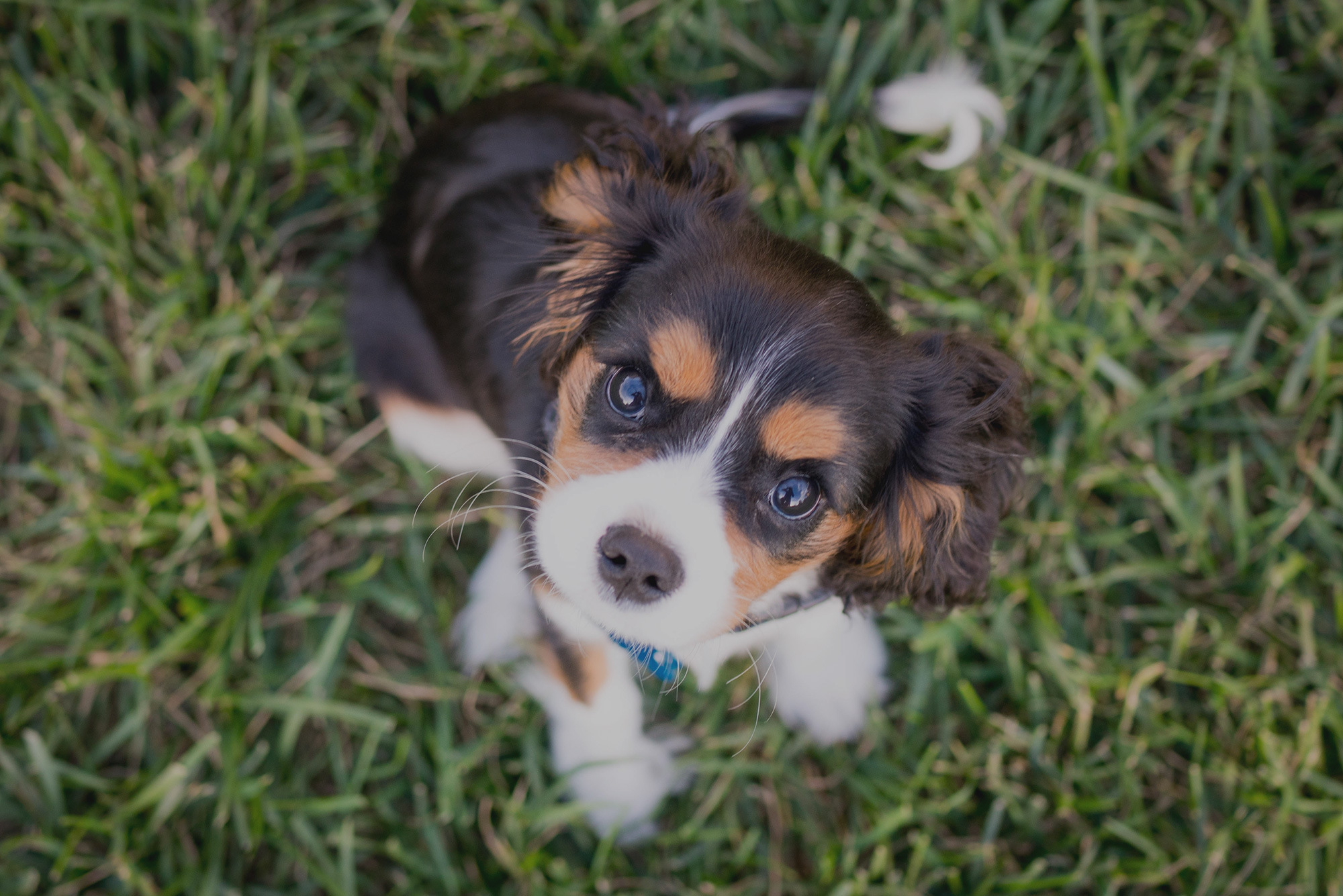 Puppy Wellness